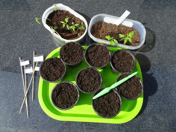 Tomatenpfl&auml;nzchen 1