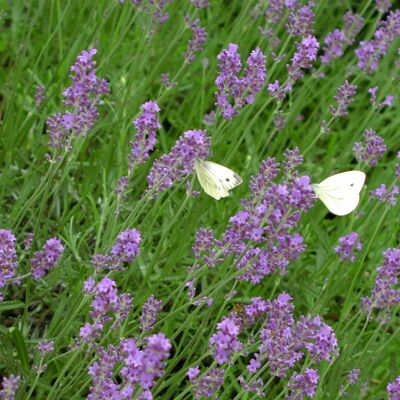 Lavendel_mit Schmetterlingen