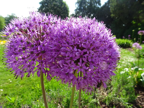 Allium 08
