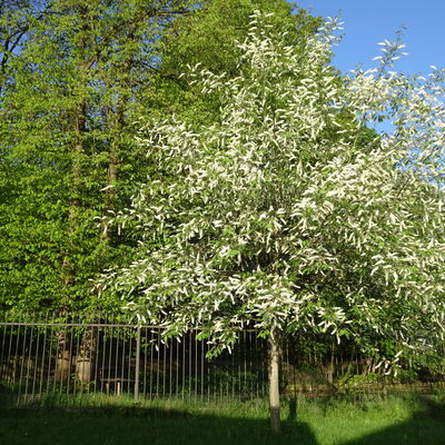 Prunus 8