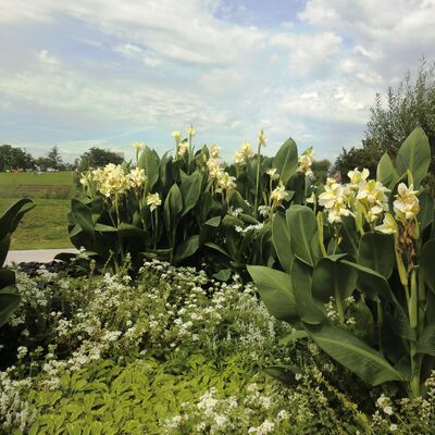 Canna 2