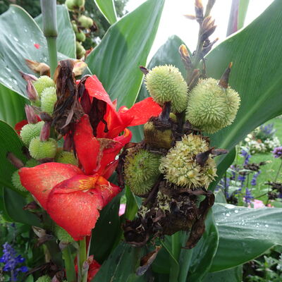 Canna 4