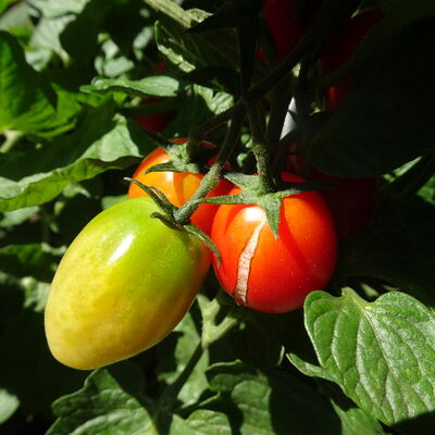 Gartentipp_2023-09-07