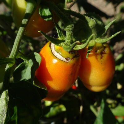 Gartentipp_2023-09-07