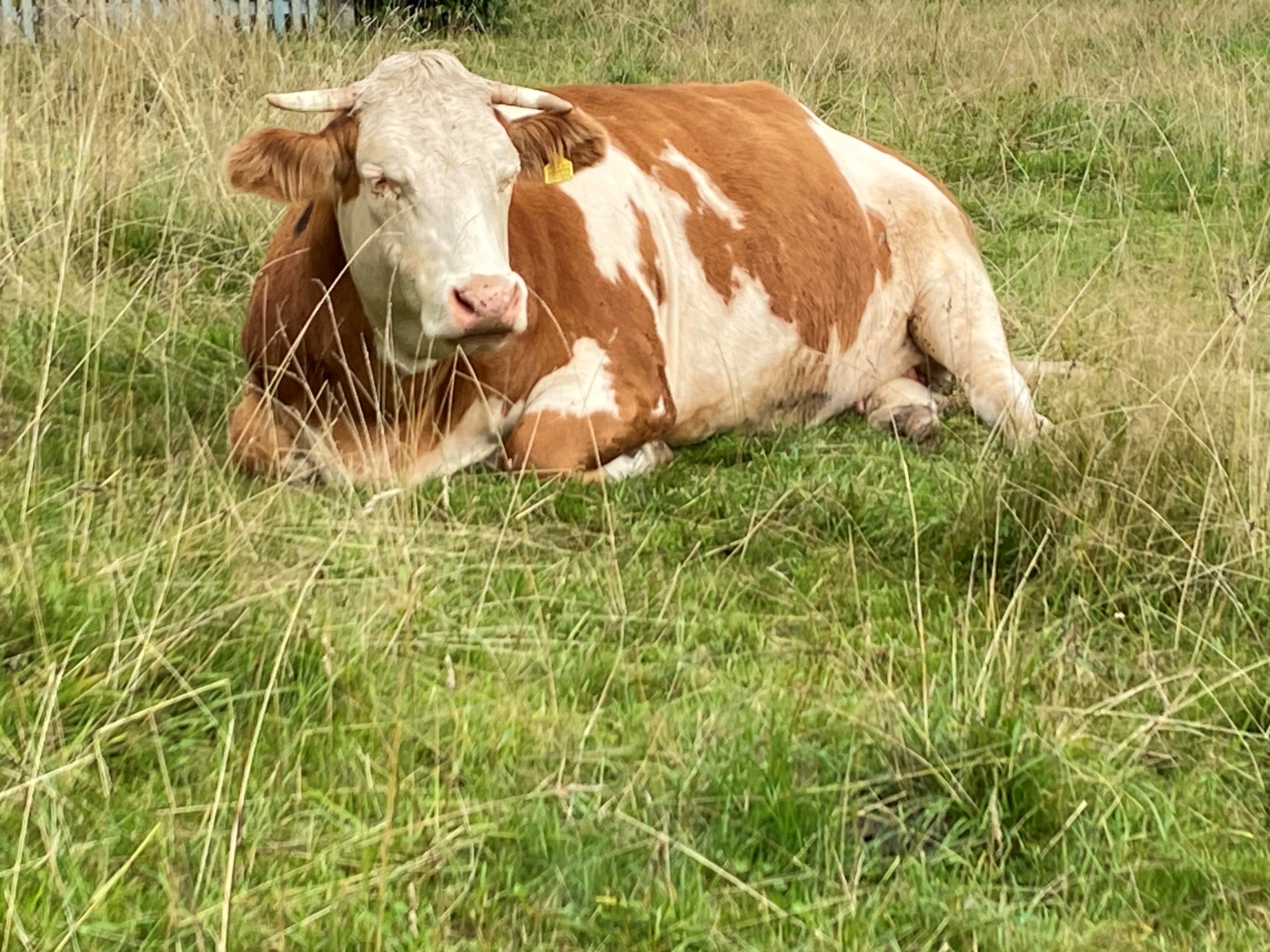 Kuh auf der Weide