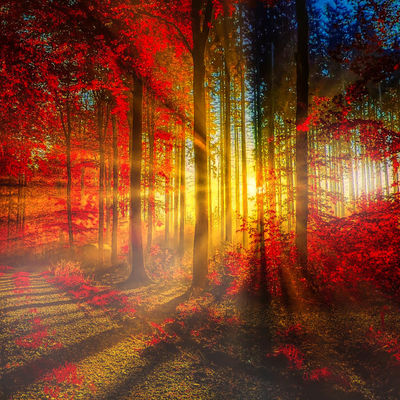 Sonnenuntergang zwischen Auerbach und dem Veldensteiner Forst